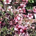 Leptospermum scoparium Flor