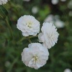 Achillea ptarmica Flor