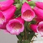Digitalis thapsi Kwiat