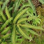 Dryopteris sieboldii Leaf