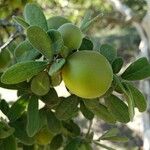 Diospyros texana Frucht