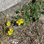 Potentilla argenteaBlodyn