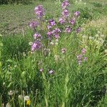 Hesperis matronalisCostuma