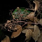 Miconia punctata Blodyn