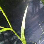 Hypochaeris albiflora Hoja