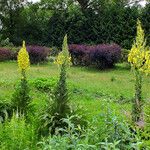 Verbascum speciosum Hábitos