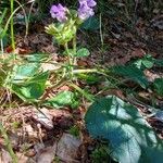 Prunella grandiflora ശീലം