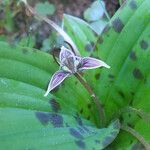 Scoliopus bigelovii 花