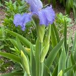 Iris pallidaCvet