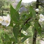 Philadelphus tomentosus आदत