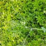 Capnoides sempervirens Hoja