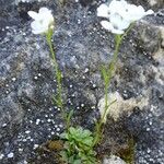 Kernera saxatilis Elinympäristö