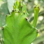 Euphorbia letestui