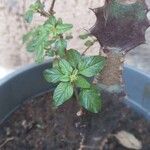 Amaranthus blitumLeaf