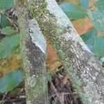 Faramea hyacinthina Écorce