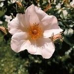 Rosa corymbifera 花