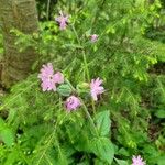 Silene pendulaBlomma