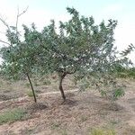 Acacia holosericea Habit