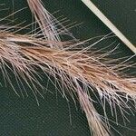 Aristida adoensis Fruit