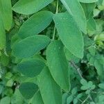 Robinia pseudoacaciaЛисток