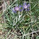 Centaurea triumfettii Blüte