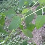 Agastache nepetoides Blad