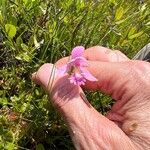 Pogonia ophioglossoides Kukka