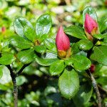Rhododendron indicum Flower