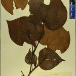 Exbucklandia populnea Otro