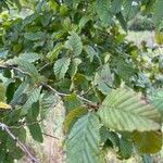 Carpinus orientalis Blad