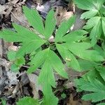 Anemone quinquefolia Leaf