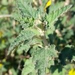 Sphaeralcea bonariensis Leaf