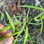 Eustrephus latifolius List