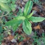 Cistus laurifolius Blad