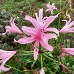 Nerine bowdenii Õis