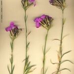 Dianthus rupicola Other