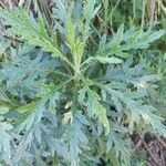 Senecio pterophorus Leaf