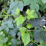 Humulus lupulus 葉