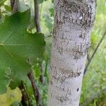 Lithraea molleoides Corteza