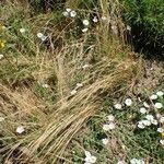 Festuca myuros Habitus