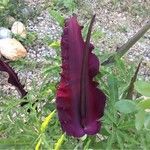 Dracunculus vulgaris Hostoa