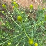 Matricaria discoidea Leaf