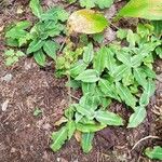 Goodyera oblongifolia عادت