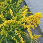 Solidago canadensisFlower