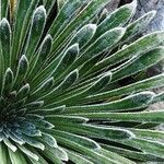 Saxifraga longifolia Leaf