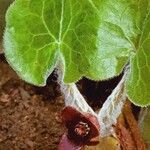 Asarum europaeum Blomst