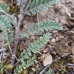 Astragalus stella Leaf