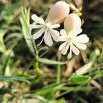 Silene vulgarisBloem