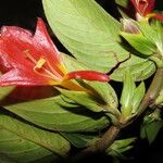 Columnea nicaraguensis Λουλούδι