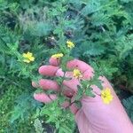 Goodenia heterophylla Leaf